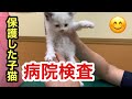ラブラドールと保護した野良の子猫を病院で検査してもらいました