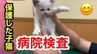 ラブラドールと保護した野良の子猫を病院で検査してもらいました