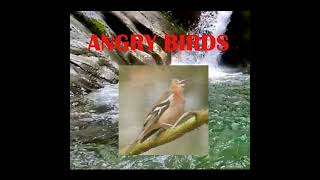 Suara Burung Angry Bird