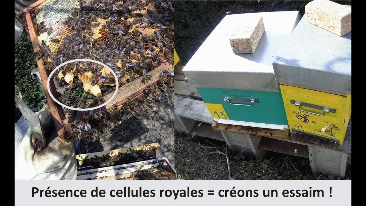 Présence de cellules royales = créons un essaim !
