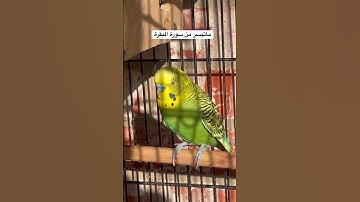 #سورة_البقرة #قرآن #المصحف #اسلام_صبحي #العراق #مصر #طيور #البادجي #quran #birds #budgies #america
