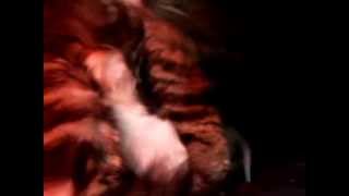 Maine Coon with 1 week old kitten by José entrena 23 views 9 years ago 1 minute, 32 seconds