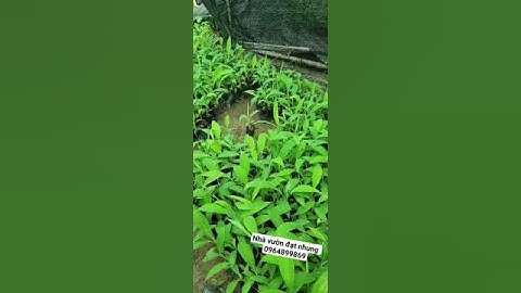 Chuối tây nhà vườn đạt nhung lh 0964899869