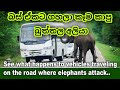 Wild angry Elephant chasing attack whiting for food in srilanka kataragama bus trip buttala yala ali