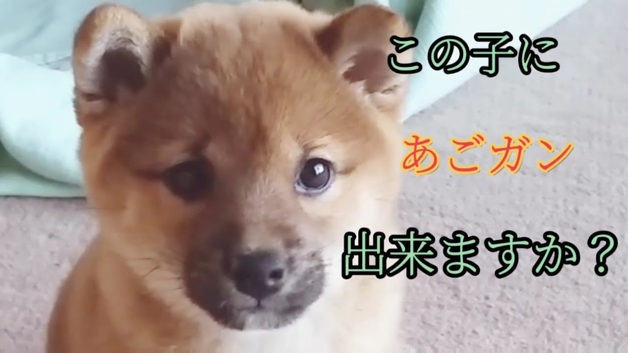 噛む柴犬 驚愕の犬の甘噛み 本気噛みのやめさせ方 そして私はしつけをやめた Youtube