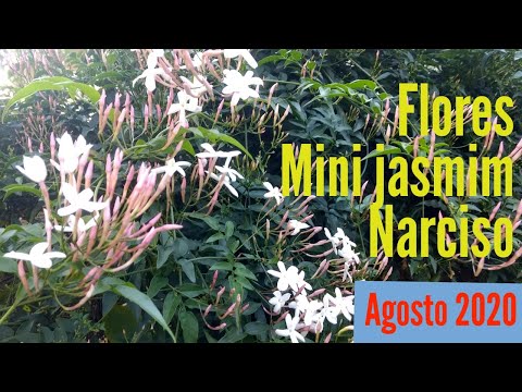 Vídeo: O que são os Narcisos do Poeta – Saiba mais sobre os cuidados com as plantas de Narcisos Poeticus