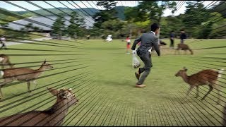 Deer VS $100 Feed in Nara Park