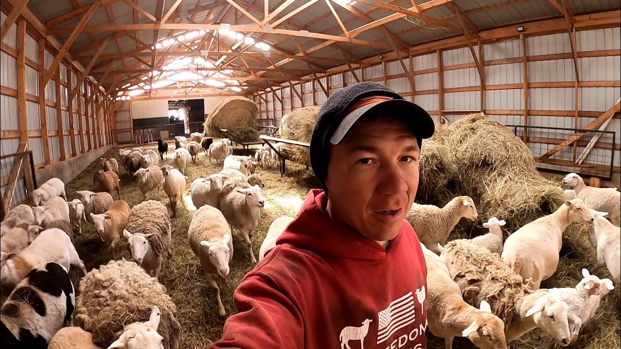 Providing free choice minerals to our flock