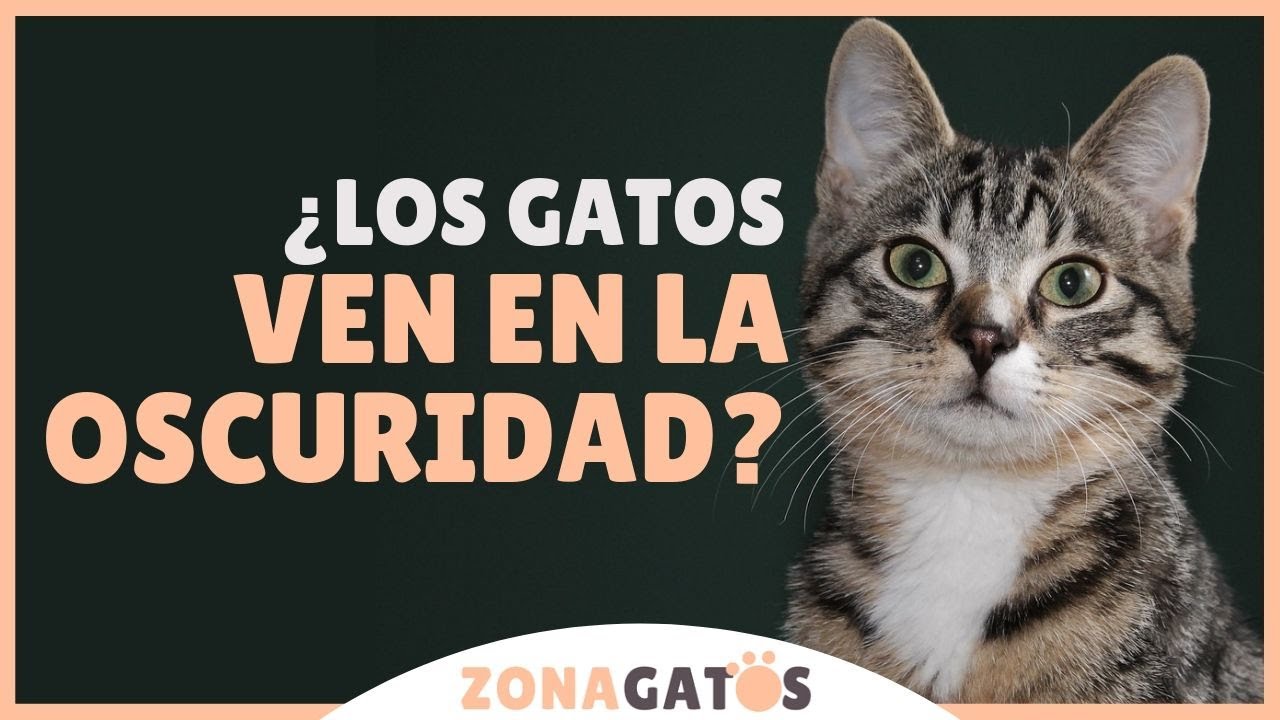 ¿Los gatos VEN en la OSCURIDAD? - YouTube