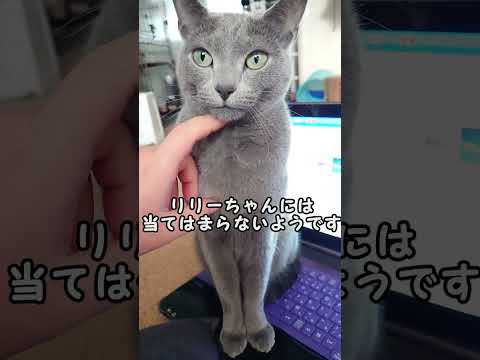 【猫動画】全然ボイスレスキャットじゃないロシアンブルー【russianbule】#shorts Not a voiceless cat at all Russian Blue