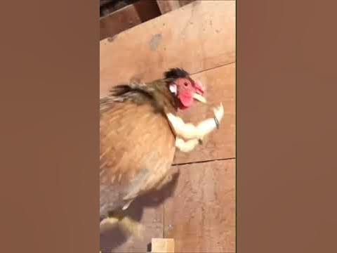 какой важный курица - YouTube