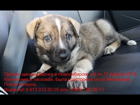 Срочно разыскиваем нашего щенка в Новосибирске была утеряла во время испытательного срока