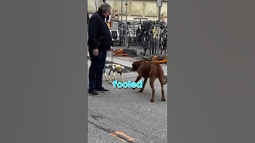 REAL Dog Meets a High-Tech ROBOT Dog—You Won’t Believe What Happens Next! #tech #ai #robot