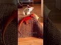 Troll Face Picked the Wrong Sigma Cat 💀 | Savage Skull Edit Short