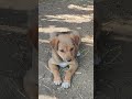 my dog