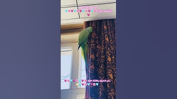 تلاوه خاشعه من الذكر الحكيم #اكسبلور #cutebird #foryou #cuteparrot #birds #parrot