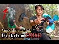 burung tengkek udang dalam lubang tanah