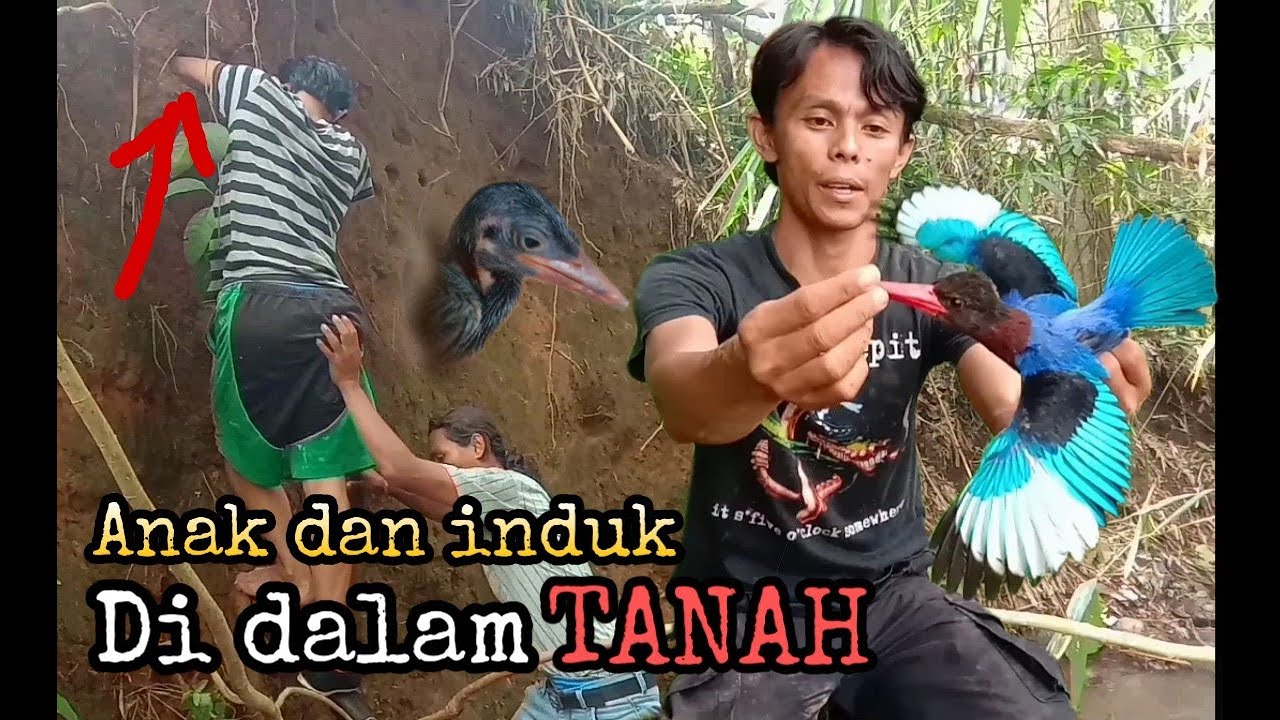 burung tengkek udang dalam lubang tanah 