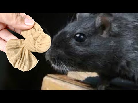 Video: Deratizacija pacova. Metode za efikasnu kontrolu pacova