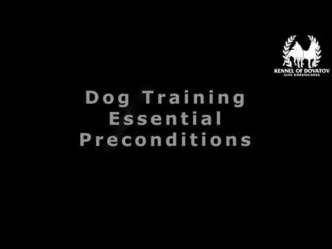 K9 Malinois parachute dog