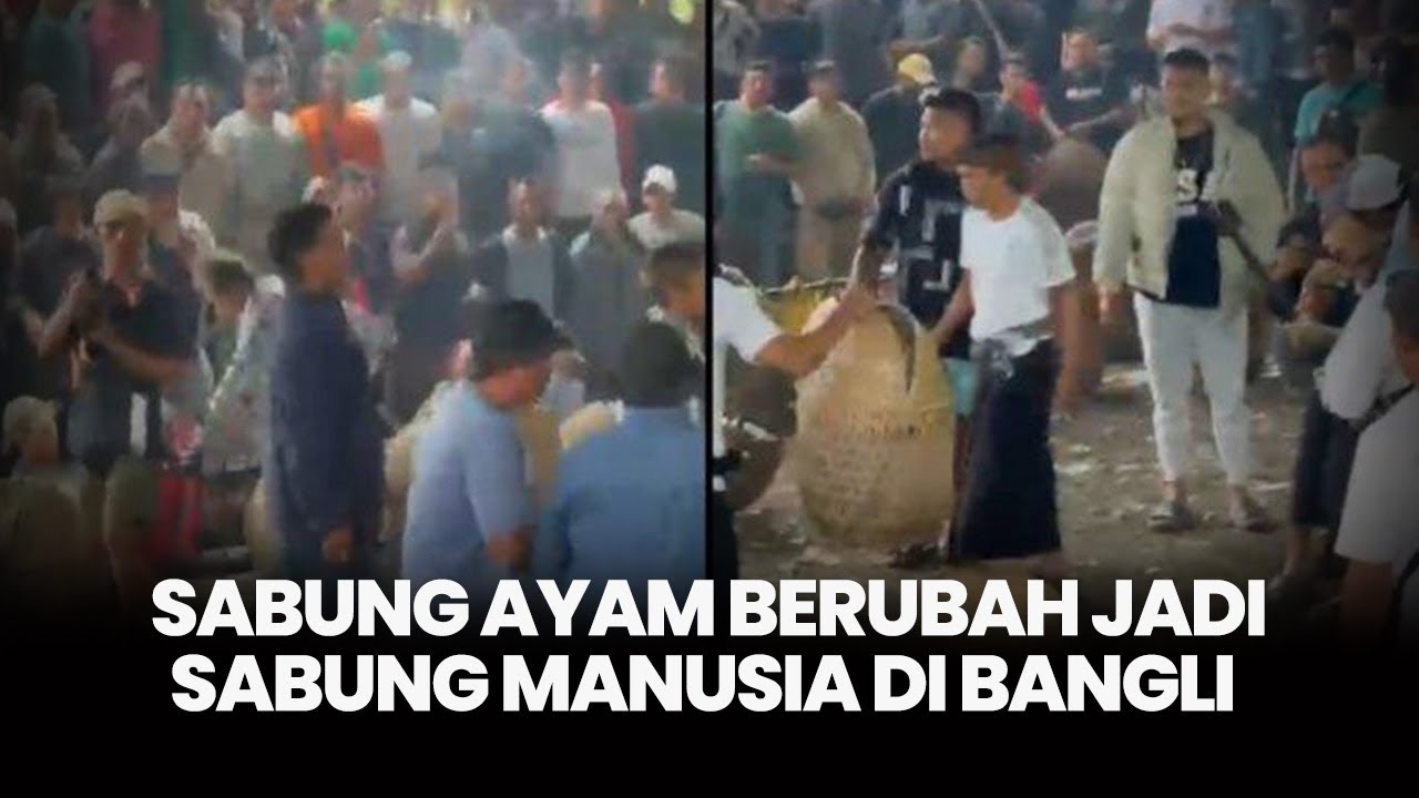 Ketika Sabung Ayam Berubah Jadi Sabung Manusia di Bangli Bali, Duel Maut di Arena Tajen, 1 Tewas