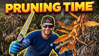 Pruning Mango Trees After The Freeze What Im Cutting First