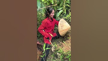 Măng sặt Tây Bắc vào mùa rồi #nanghayenbai #amthuctaybac #cuocsongvungcao #cuocsong #mangsat