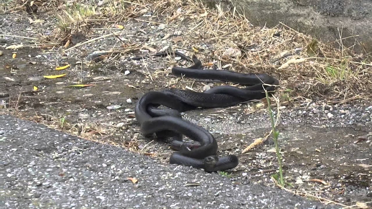 Snakes in Sicily YouTube