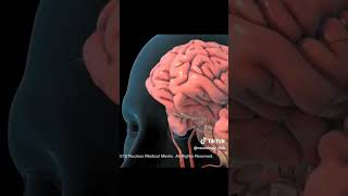 الاوعية الدموية في الدماغ معلومات علاج ادوية اسعاف