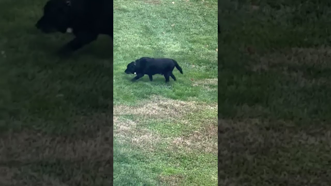 Old dog watches younger brother play fetch from a distance 