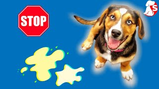 How To Potty Train A Beagle Puppy Fast | Easy Solutions