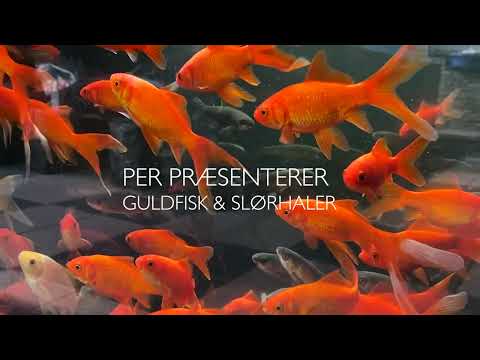 Video: Hawkfish