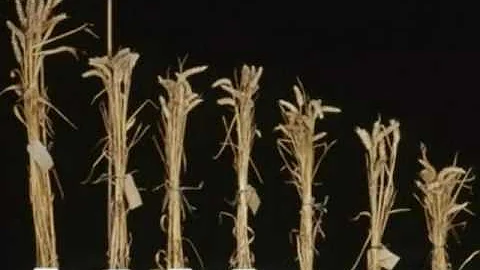 We can only Grow up from here-vertical farming