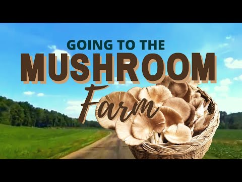 Sterilizing Substrate - Straw and Propagating Organic Oyster Mushrooms - Mushroom Farm Tour [PART 1]