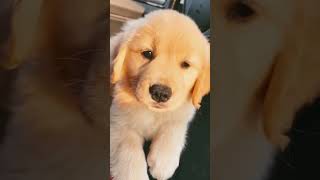animals lover shortsvideoDogs not bad #shorts