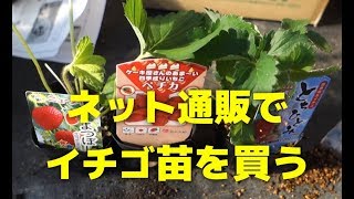 【家庭菜園のいちご】いちごの苗をホームセンターではなくネット通販で買う時の注意点