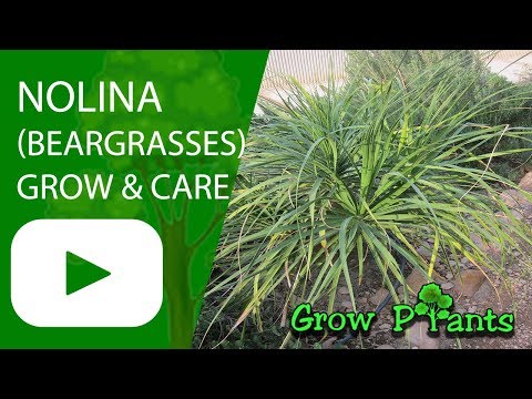 Video: Nolina, Growing And Caring For The Plant