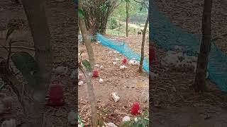 যে আল্লাহ নিতে পারে সে আবার দিতেও পারে #islamic #shortsvideo #AllahMeherbaan