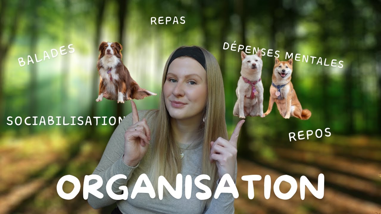 MON ORGANISATION AVEC 3 CHIENS 