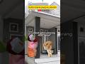 Ketika bapak berangkat sekolah... #videokucing #kucing #shorts