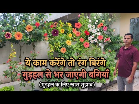How to Get Maximum Hibiscus Flowers: Secret Care Tips & Tricks