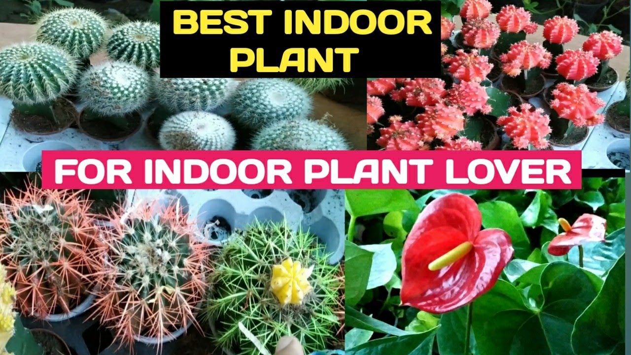 Indoor Plants Nursery in Delhi NCR. Faridabad best Indoor nursery