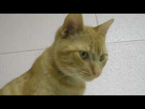 Ark   Hobbes