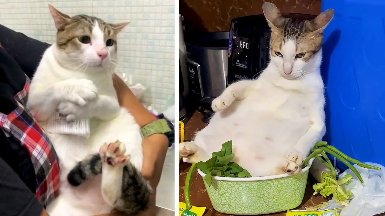 #70 Die besten Videos 2025 || ✪ Stern DuTube