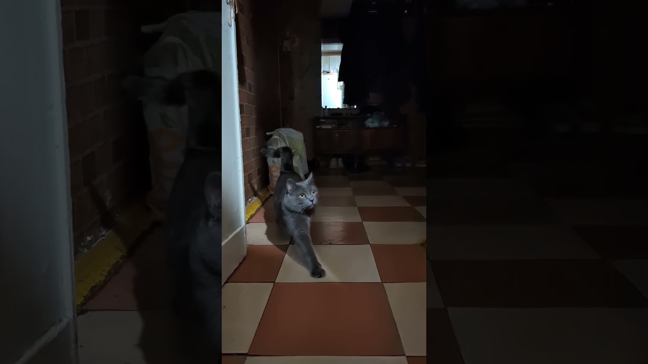 Smooth Moves, Grey Dude | Catspinness