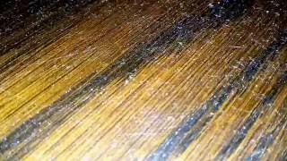 Very little white insects in my house, is it an undiscovered specie