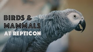 Birds and Mammals at Repticon by Pet Greatness 569 views 6 years ago 1 minute, 44 seconds