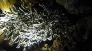 Mataking Island - House reef