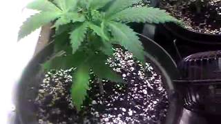 Veg update