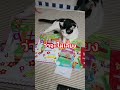 #catshorts #ทาสแมว #cat